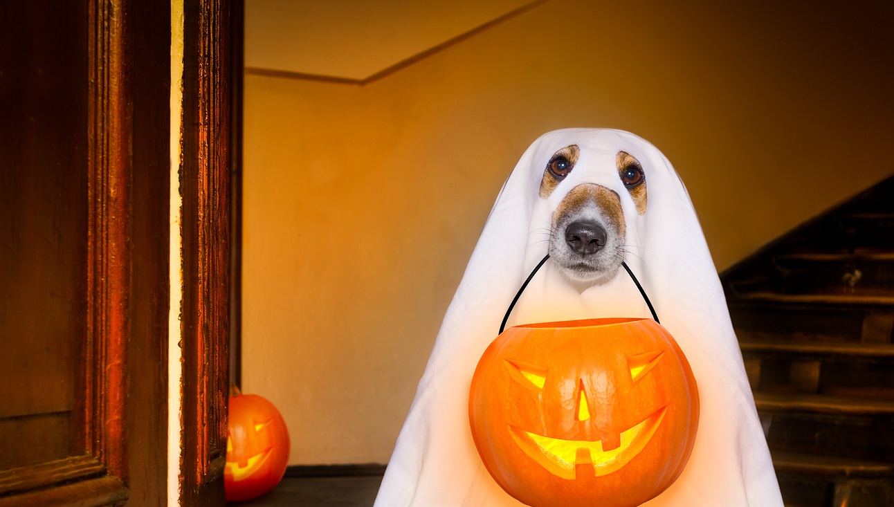 Halloween Ghost Dog Trick Or Treat - Campagnia